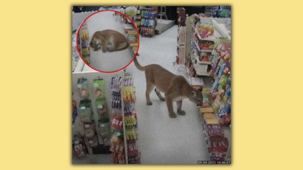 Colorado Pet Store Not Raided by Mountain Lion Seeking Catnip