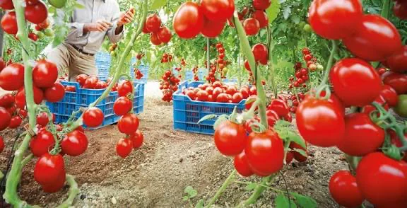 Moroccan Tomato Producers Counter False Claims, Uphold EU Market Standing