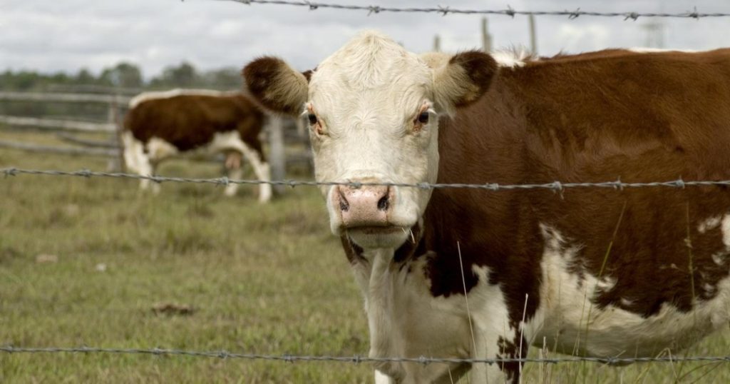 China’s Farmland Ownership Map Contains Significant Inaccuracies