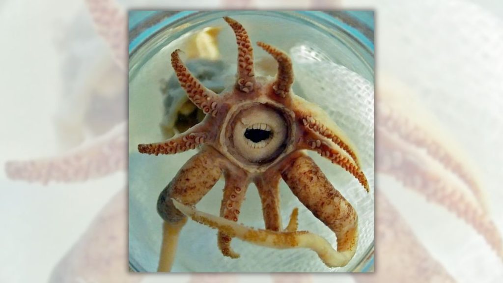 Ancient “Little Sea Monster” Photo Continues to Make Waves on Social Media