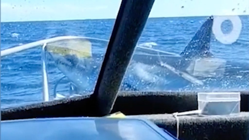 Shark Leaps from Ocean, Lands on Fishing Boat Stunning Passengers