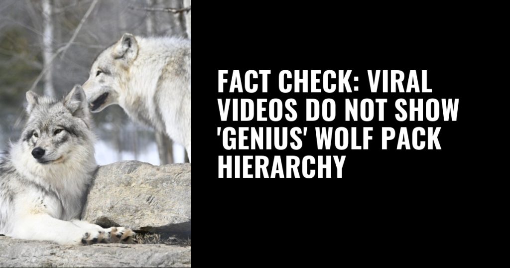 Fact Check: Viral Videos Misrepresent Wolf Pack Behavior as Strategic Hierarchy