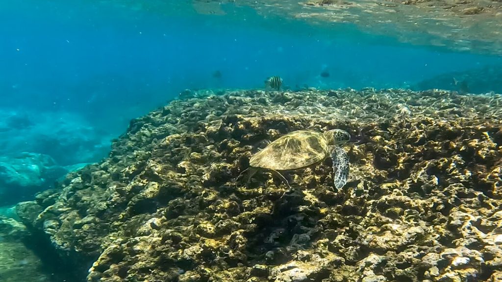 Green Sea Turtles Have Rebounded. Should Hawaiians Be Able To Eat Them?