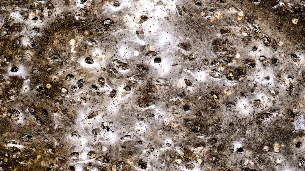 Arachnid super-web reveals the surprising ‘constant party’ life of cohabiting spiders