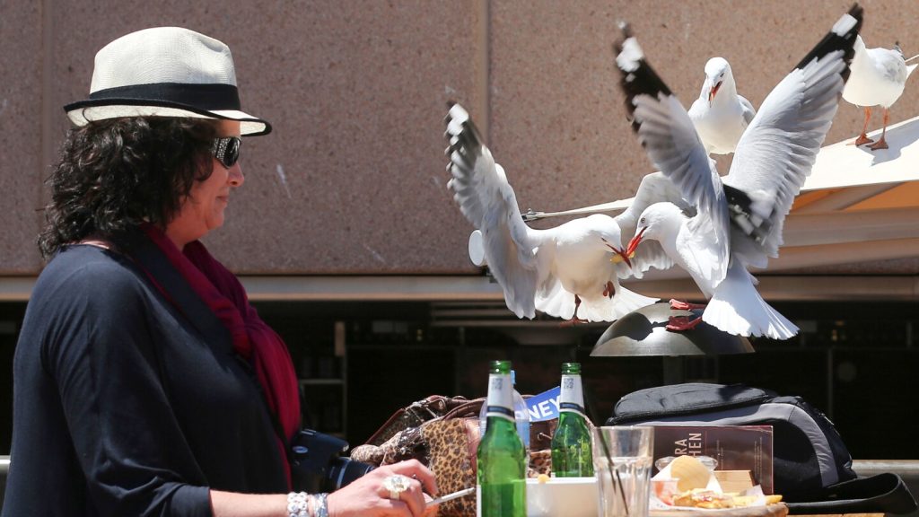 Food-snatching seagulls are more likely to leave you alone if you shout at them, researchers say
