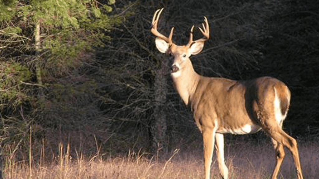 Forest Ranger Addresses Controversy Over Buck Allegedly Taken from Amish Hunters