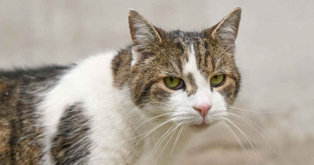 UK’s Larry the Cat Exploited in Russian Propaganda Campaign Against Ukraine