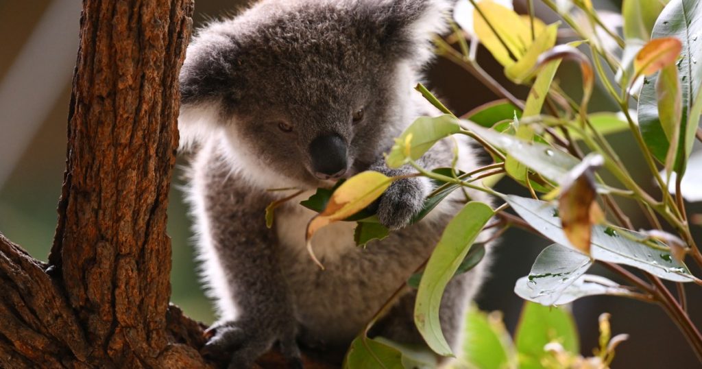 Koala Population Counts Rise Amid Controversy Over Data Accuracy