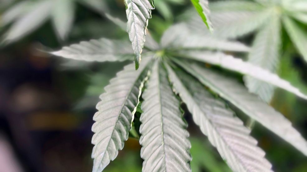 Examining the Proposed Reclassification of Marijuana from Schedule I to Schedule III