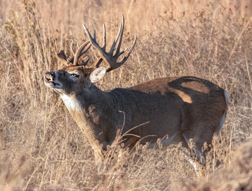 Fact-Checking the Stitt-Drummond Dispute Over Tribal Hunting Rights