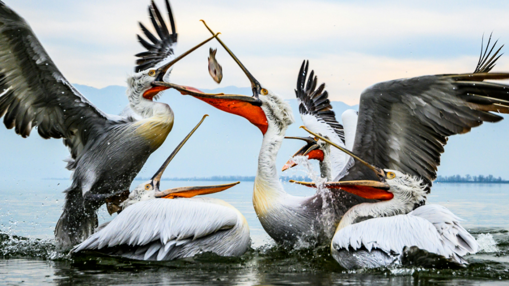 Identifying the Sources of Disinformation in Today’s Media Landscape