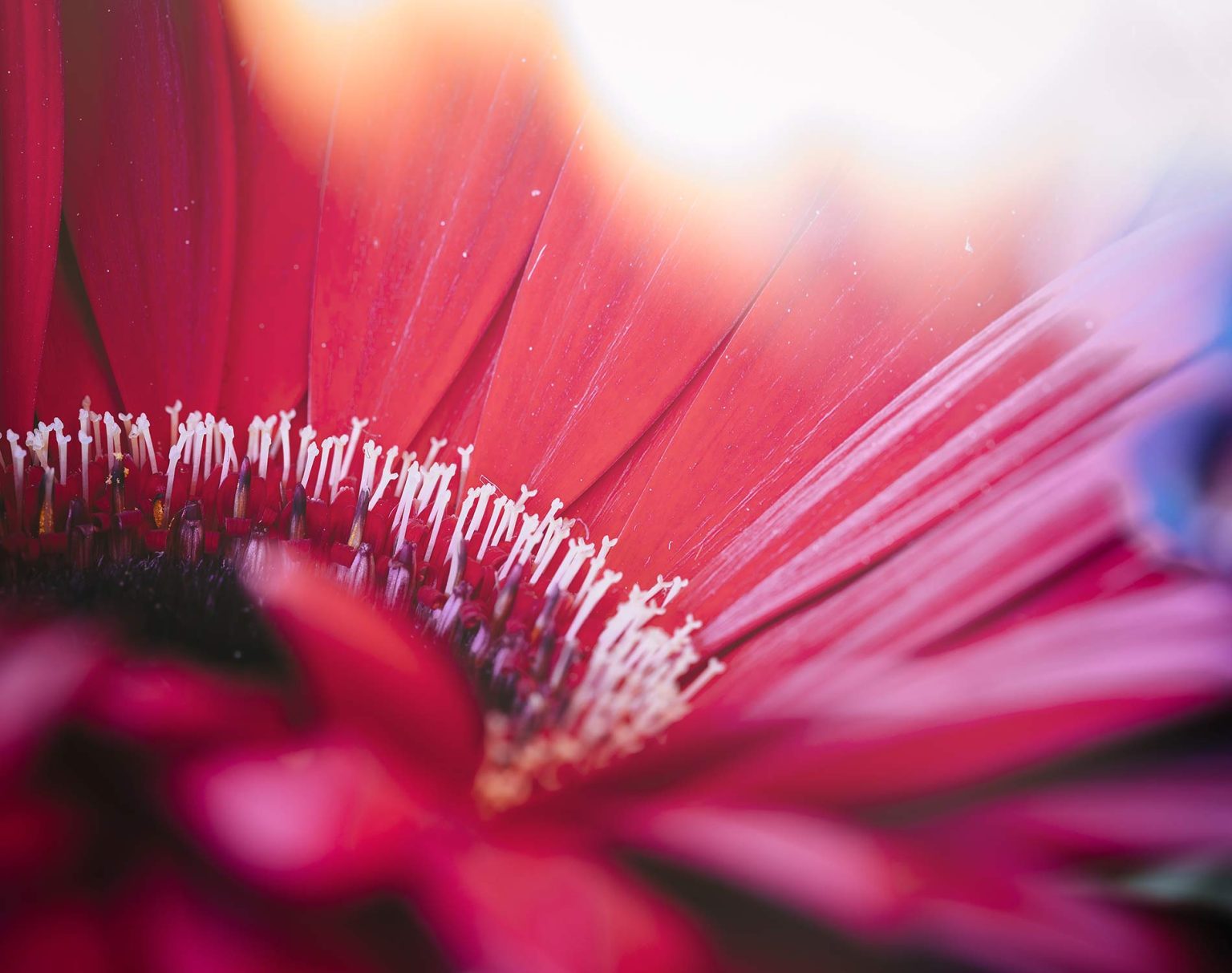 Consumer Spotlight: Examining Social Media Platforms, Endorsements and Fake Reviews