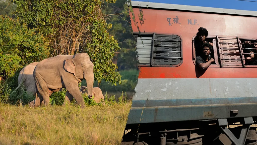 Elephants Killed in Train Collision, Multiple Coaches Derailed