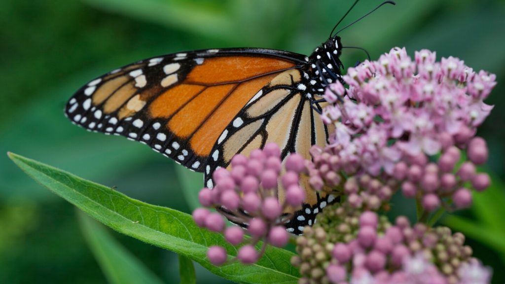 Trump administration delays decision on federal protections for monarch butterflies