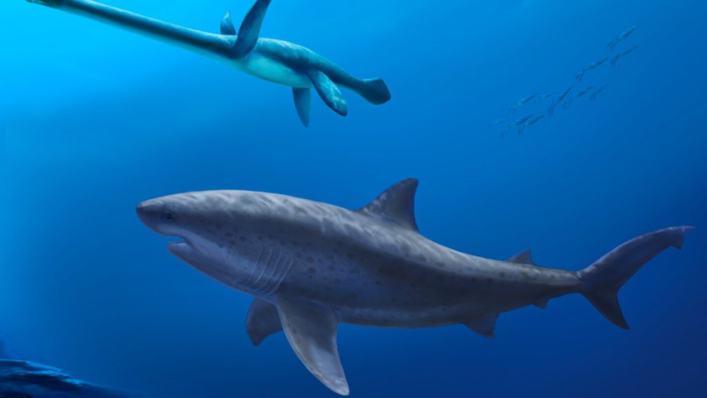 Before megalodon, researchers say a monstrous shark ruled ancient Australian seas