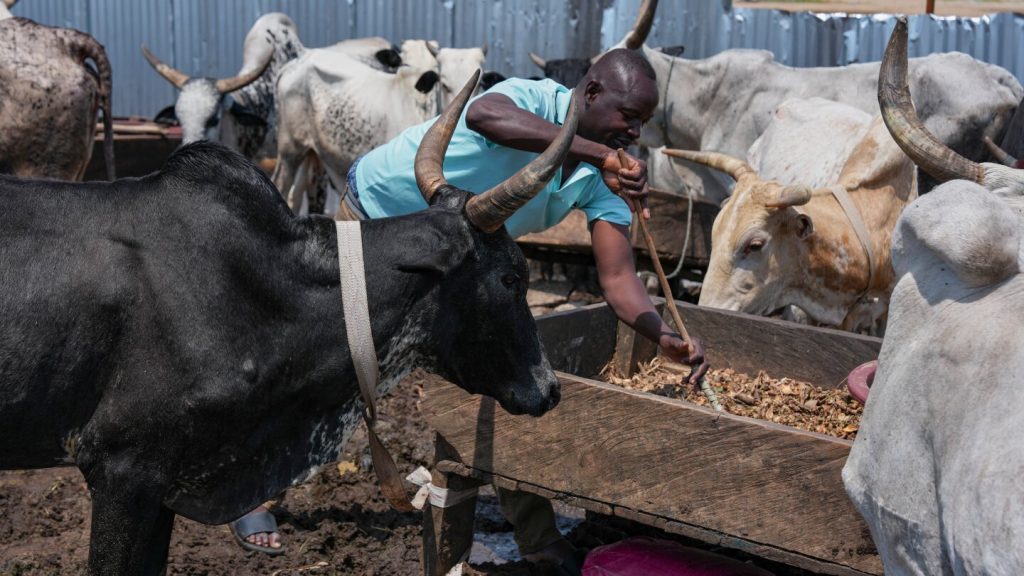 As conflict grips Sahel, herders are pivoting to an unusual city life