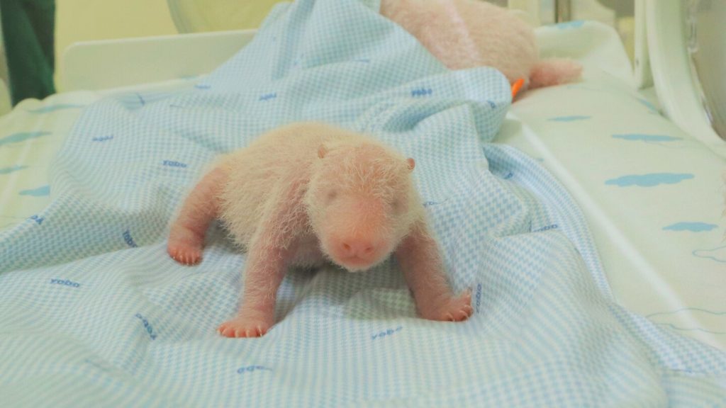 The first giant panda cub born in Indonesia squeals and squirms in park video