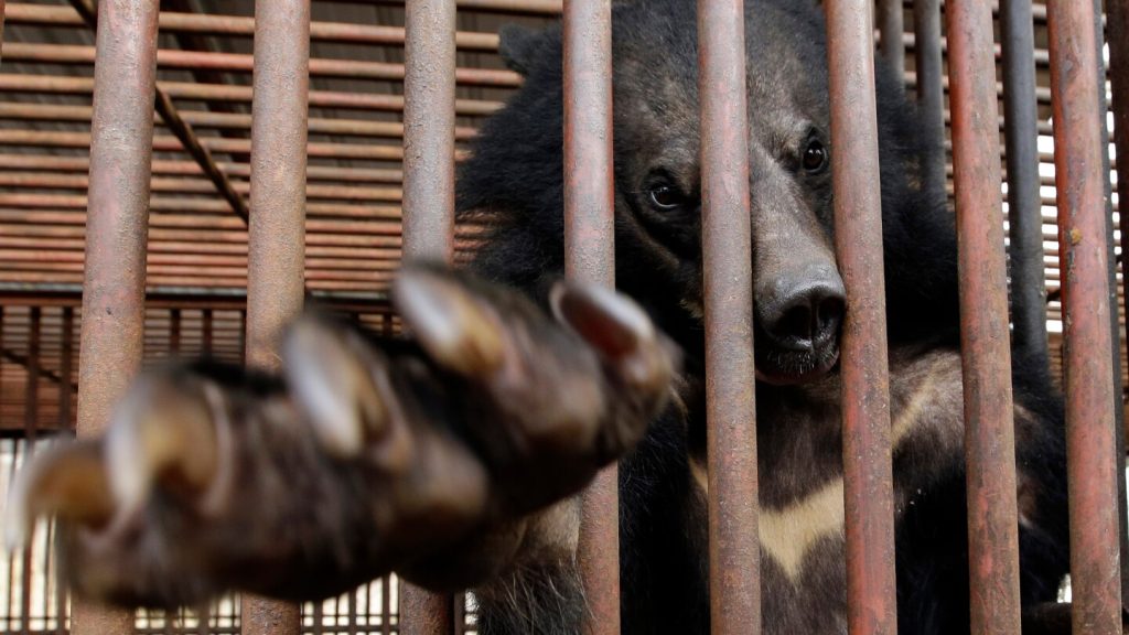 South Korea to end breeding of bears and extraction of their bile