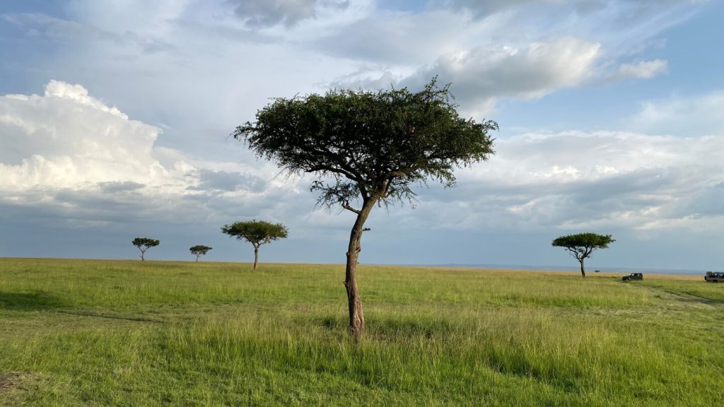 Kenya’s environment court to consider a claim that a lux safari camp was harming wildebeests routes