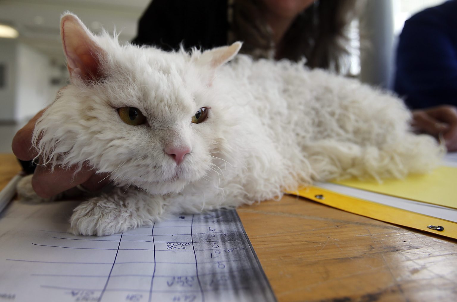 Misinformation Concerns Raised in Cat Welfare Public Submission
