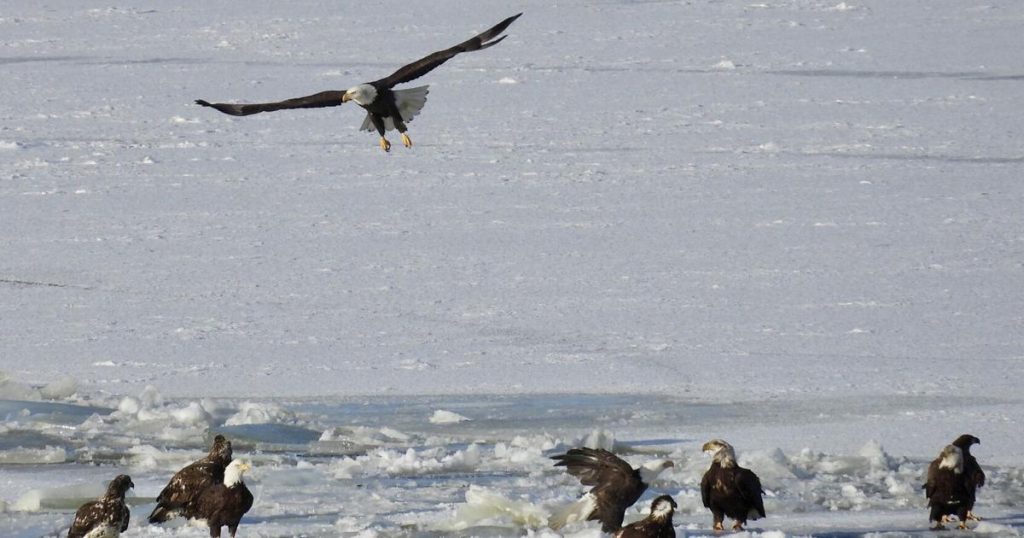 Eagles on Upper Mississippi Not Dying, Viral AI Claims Debunked