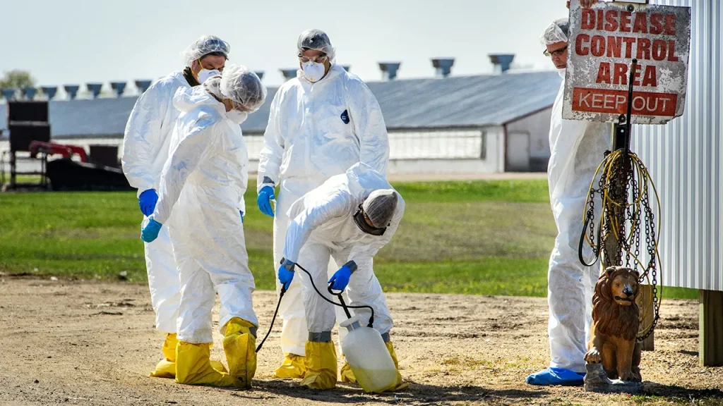 Colorado Declares Disaster Emergency Amid Bird Flu Outbreak at Major Poultry Facility