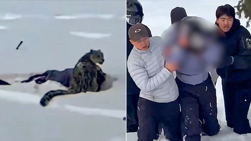 Skier Severely Mauled After Approaching Snow Leopard for Photo, Video Reveals