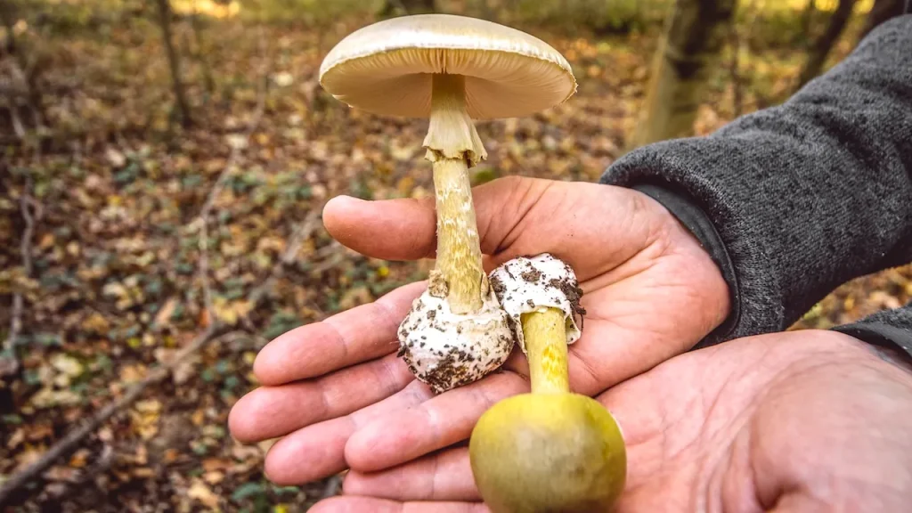 Toxic Wild Mushrooms Linked to Three Deaths, State Officials Issue Urgent Warning