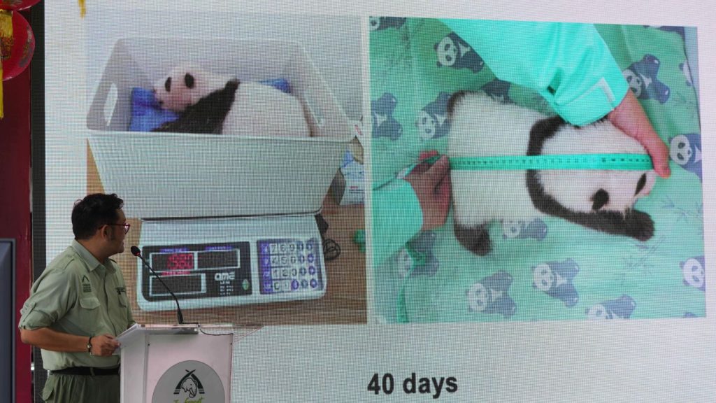 Indonesia’s panda cub Rio thriving 40 days after birth