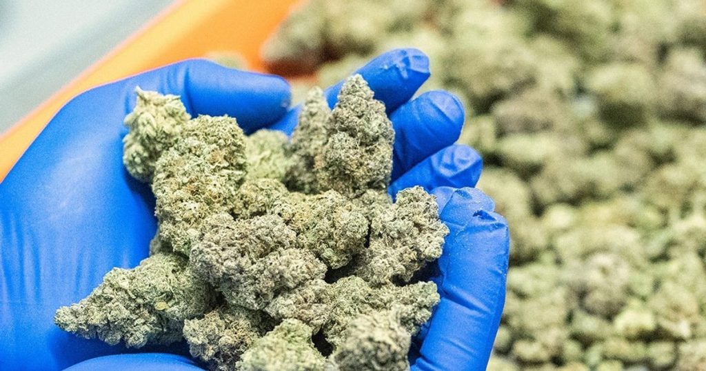 Ghana Clarifies Cannabis Licensing Regulations Amid Public Misconceptions