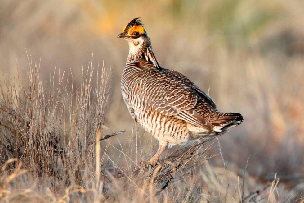 Trump administration ends protections for rare dancing prairie bird