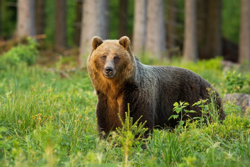 Are Bears Posing a Threat? CIN-CG Investigates