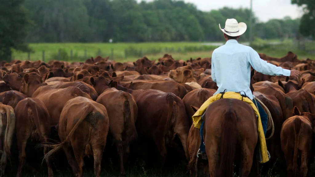AI Cow Collars Attract Investor Interest Amid Shrinking Herds and Rising Beef Prices