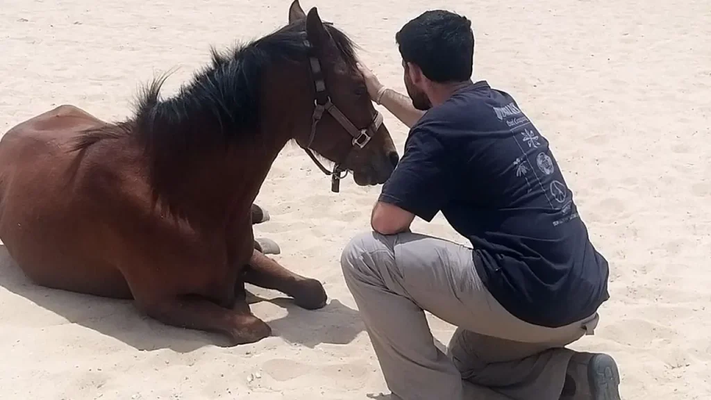 Equine Therapy Aids Israeli Soldiers Battling PTSD Following October 7 Attacks