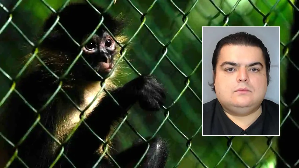 ICE Investigation Uncovers ‘Deeply Disturbing’ Animal Cruelty Operation Targeting Baby Monkeys