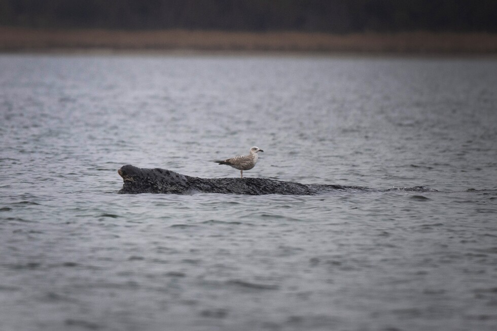 Stranded humpback whale in Germany’s Baltic Sea weakens as hopes of its return fade