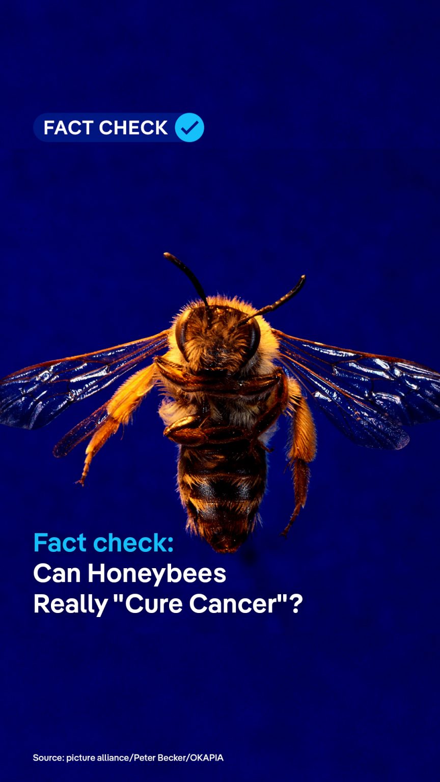 Scientists Examine Claims of Honeybee Venom as Cancer Cure After Social Media Buzz
