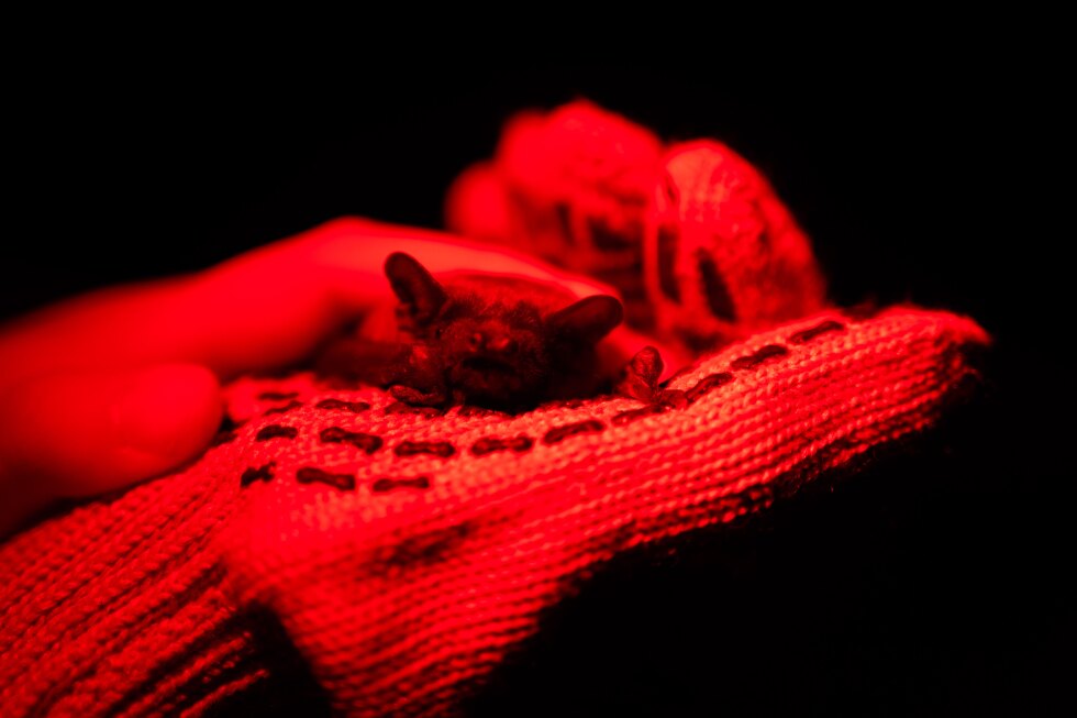 Volunteers release hundreds of bats in twilight event near Kyiv