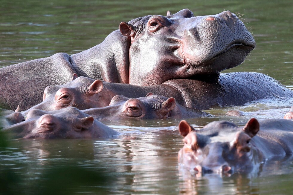 Colombia approves plan to cull dozens of hippos linked to Pablo Escobar